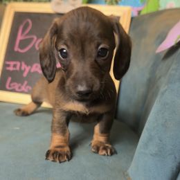Eddie - Brindle male Dachshund puppy in Livingston, Kentucky from Illyria Dox & GSD