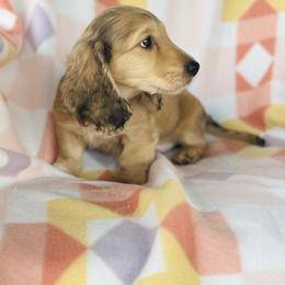 Boy 2 - Sable male Dachshund puppy in Oklahoma from DRB Dachshunds