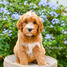 Yosemite - Red  male Goldendoodle puppy in Tucson, Arizona from Sun Valley Goldendoodles