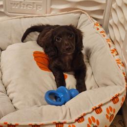 Quest - Chocolate male Dachshund puppy in Grants Pass, Oregon from Treasure Dachshunds