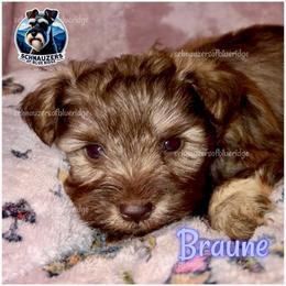 Braune - Liver male Miniature Schnauzer puppy in Spruce Pine, North Carolina from Schnauzers of Blue Ridge