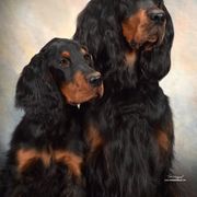 Gordon Setters from Dreamcatcher Kennel