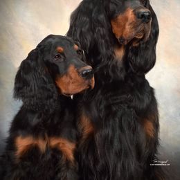 Gordon Setters from Dreamcatcher Kennel