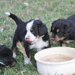 Bernedoodle and Bernese Mountain Dog Puppies from Basin Berners