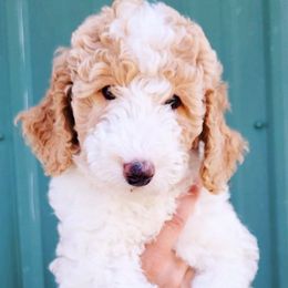 Boy 4 - Bernedoodle puppy in Bend, Oregon from Bella Ridge Farms & Dapper Doodles
