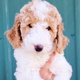 Boy 4 - Bernedoodle puppy in Bend, Oregon from Bella Ridge Farms & Dapper Doodles