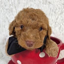 Kona - Apricot male Aussiedoodle puppy in Haleyville, Alabama from The Cuddly Dood Ranch