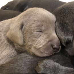 Dilute Retriever and Labrador Retriever Puppies from Winter Creek Labradors