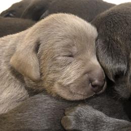 Dilute Retriever and Labrador Retriever Puppies from Winter Creek Labradors