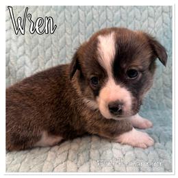 Wren(Brindle, Fluff carrier) - Brindle and white female American Corgi puppy in Scottown, Ohio from Wyndy Ridge Corgis