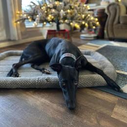 Sargon - Greyhound