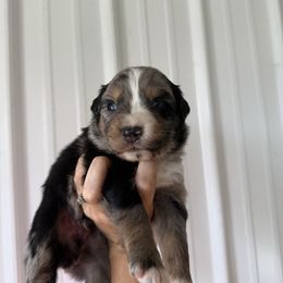 Boy 4 - Blue merle male Australian Shepherd puppy in Bainbridge, Ohio from CK Aussies