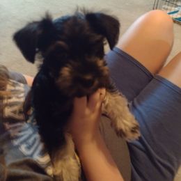Girl 2 - Black and silver Miniature Schnauzer puppy in Burna, Kentucky from Sky & Ivy Farms