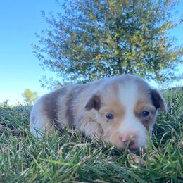 Reef - Red merle male Miniature Australian Shepherd puppy in California, Kentucky from Sonlight Ridge Aussies