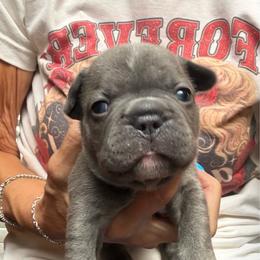 Purple collar - Blue female French Bulldog puppy in Livingston, Texas from Drake Home Frenchies