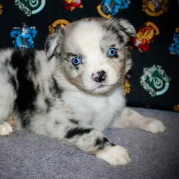 Luigi - Blue merle male Australian Shepherd puppy in El Dorado Springs, Missouri from HP Aussie Kennels
