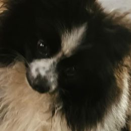 Pomeranian Puppies from Jenn's lovely Pomeranian's