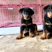 Beauceron Puppies from Rayon de Soleil Beaucerons