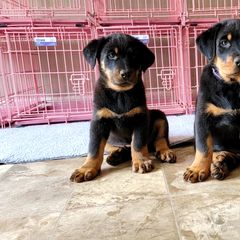 Beauceron Puppies from Rayon de Soleil Beaucerons
