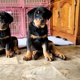 Beauceron Puppies from Rayon de Soleil Beaucerons