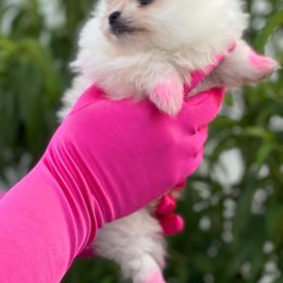 Pomeranian Puppies from POMERLAND exotic Pomeranians of Orlando