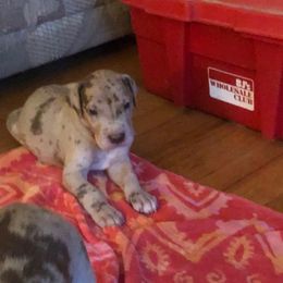 Boy 3 - Merle Great Dane puppy in Glenville, New York from Red Oak Farm and Kennel