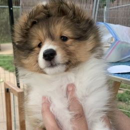 Shetland Sheepdog Puppies from Sei Bella Shelties