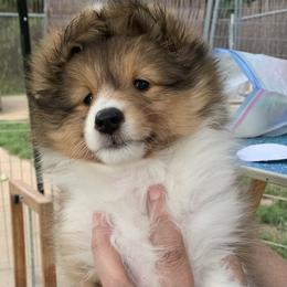 Shetland Sheepdog Puppies from Sei Bella Shelties