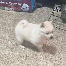 Boy orange - Cream male Schipperke puppy in Wagoner, Oklahoma from Melissa Davis