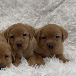 Fox Red Girl 2 - Yellow female Labrador Retriever puppy in Nevada from Battleborn Labradors