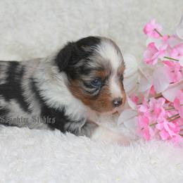 Aussiedoodle, Miniature Australian Shepherd, and Toy Australian Shepherd Puppies from Sapphire Stables