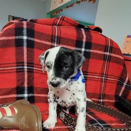 Pumpkin (LUA) - White and black male Dalmatian puppy in Grant, Michigan from Savannah Woltanski