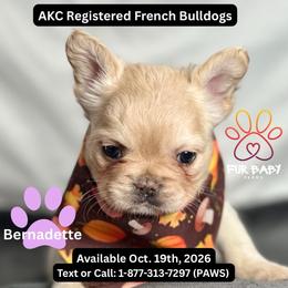 Bernadette - Cream female French Bulldog puppy in Michigan from Fur Baby Farms