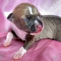 I Wanna Rock - Fawn male Italian Greyhound puppy in Cadwell, Georgia from All The DoDa Day Italian Greyhounds