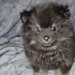 Stitch - Black and tan male Pomeranian puppy in Laredo, Texas from SASH Poms