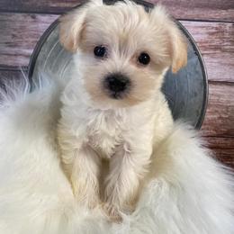 Dachshund, Mal-Shi, and Morkie Puppies from Woodpecker Ridge Pups