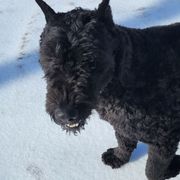 Bouvier des Flandres All Grown Up from Black Bears Critters