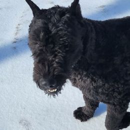 Bouvier des Flandres All Grown Up from Black Bears Critters