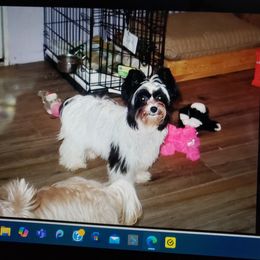 Suki - Yorkshire Terrier