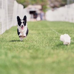 Cardigan Welsh Corgis from Kahukura Cardigans