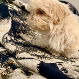 Ice Cream - Cream and white Shih Tzu puppy in Running Springs, California from Amanda's Shih Tzus