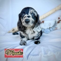 Mooshu - Dapple male Dachshund puppy in Meadville, Pennsylvania from Four Seasons Dachshunds