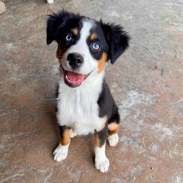 Dolly - Black tri female Miniature Australian Shepherd puppy in Tonasket, Washington from V5 Aussies