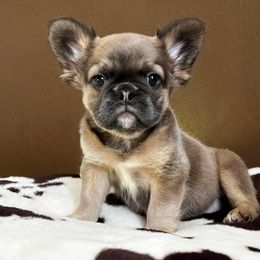 French Bulldog Puppies from Bleu Steele French Bulldogs