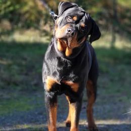 Rottweilers from Luckyrottweiler Kennels