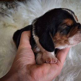 Dash - Black brown and white male Basset Hound puppy in Mack's Creek, Missouri from Mack's Creek Basset Hounds