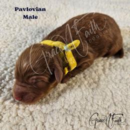 Pavlovian - Red  male Goldendoodle puppy in Peyton, Colorado from Grace N Faith Doodles