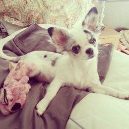 Chihuahua Puppies from Honey Bee Chihuahua’s