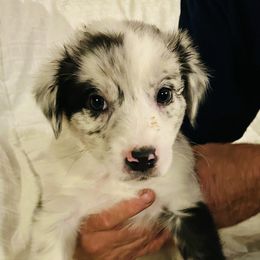 Carolina - Blue merle female Australian Shepherd puppy in Pasadena, Maryland from Maple shore Aussies