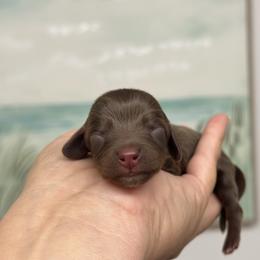 Girl 1 - Chocolate and tan female Dachshund puppy in Lakeland, Florida from Elite Doxies Florida